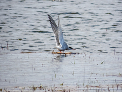 Sterna hirundo