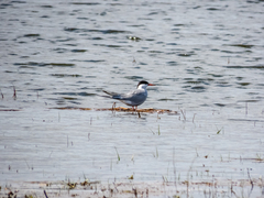 Sterna hirundo