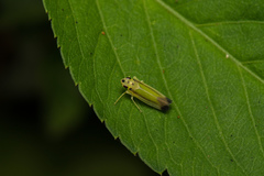 Evacanthini