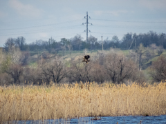 Haliaeetus albicilla