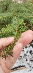 Abies balsamea image