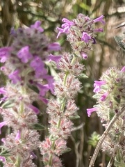Stachys cretica