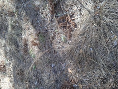 Calamagrostis arundinacea