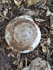 Caracolus excellens