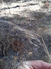 Calamagrostis arundinacea