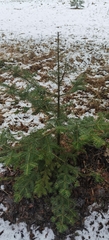 Abies balsamea image