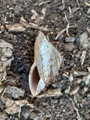 Caracolus excellens