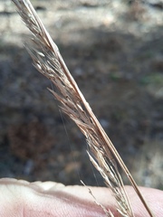 Calamagrostis arundinacea