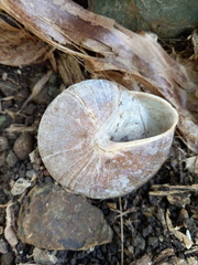 Caracolus excellens