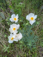 Argemone aurantiaca