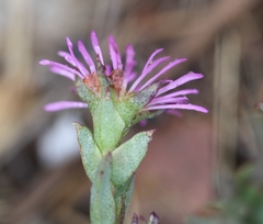 Erepsia bracteata