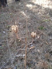 Lilium martagon pilosiusculum