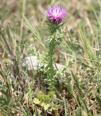 Carduus corymbosus