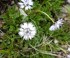 Globularia