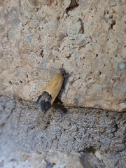 Ponometia semiflava