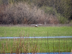 Larus cachinnans