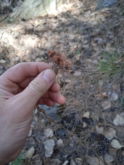 Hylotelephium telephium