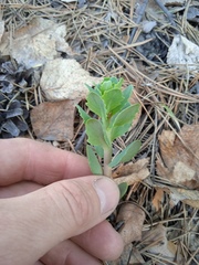 Hylotelephium telephium