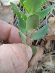 Hylotelephium telephium