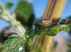 Agonoscelis puberula