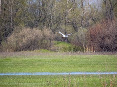 Larus cachinnans