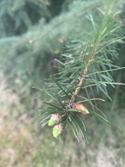 Pseudotsuga menziesii