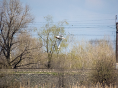 Larus cachinnans