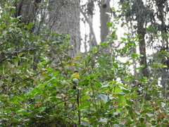 Atlapetes pallidinucha