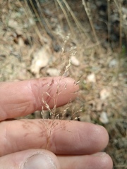 Agrostis capillaris