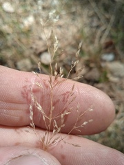 Agrostis capillaris