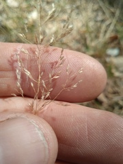 Agrostis capillaris