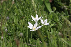 Ornithogalum baeticum