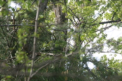 Phylloscopus bonelli