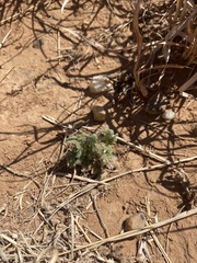 Cryptantha crassisepala
