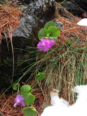 Primula hirsuta