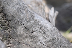 Diptera