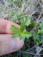 Potentilla argentea