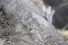 Diptera
