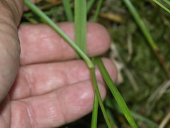 Carex leersii