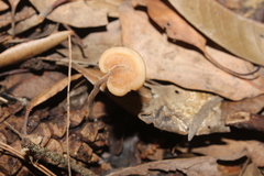 Auriscalpium vulgare