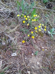 Potentilla incana
