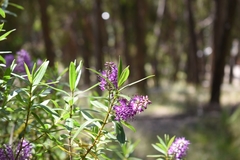 Veronica speciosa