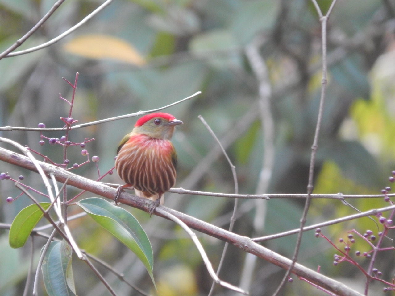 Striolated Manakin (Machaeropterus striolatus), photo 6
