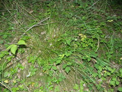 Carex leersii