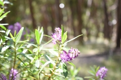 Veronica speciosa