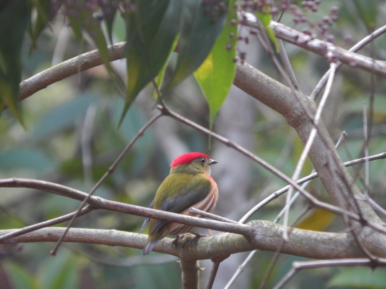 Striolated Manakin (Machaeropterus striolatus), photo 7