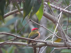 Machaeropterus striolatus