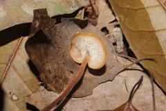 Auriscalpium vulgare