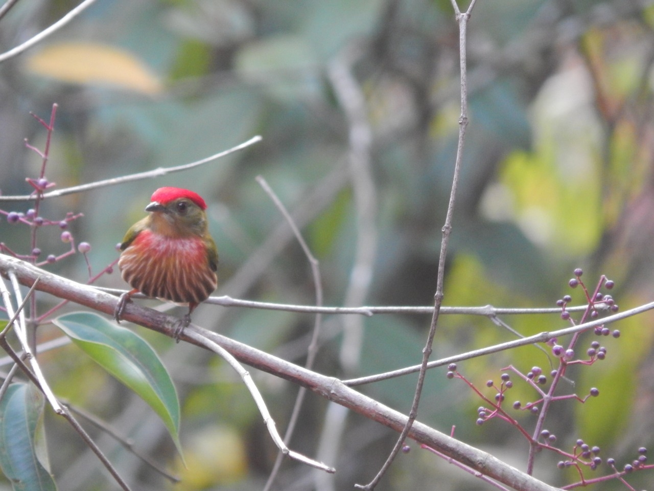 Striolated Manakin (Machaeropterus striolatus), photo 8