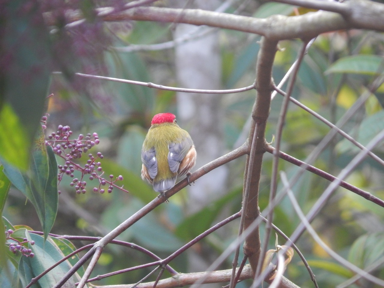 Striolated Manakin (Machaeropterus striolatus), photo 9